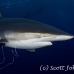 shark_silky_far_jar_h_0108_cub1385.jpg